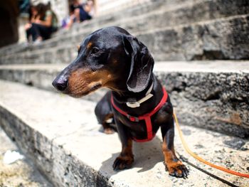 Close-up of dog looking away