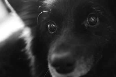 Close-up portrait of a dog