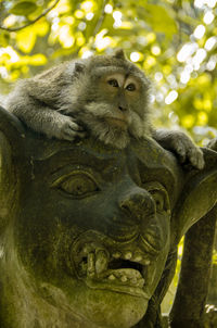 Close-up of lion statue