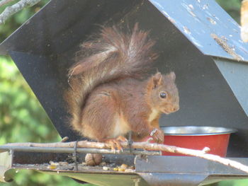 Close-up of squirrel eating food