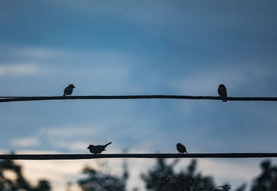 Low angle view of birds perching on cable