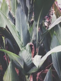 Close-up of leaves on plant