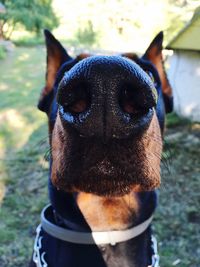 Close-up portrait of dog