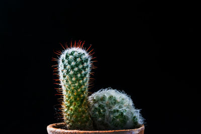Close-up of cactus plant against black background