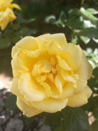 Close-up of yellow rose flower