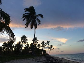 Palm trees on beach against sky during sunset