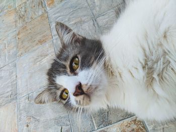 Close-up portrait of a cat