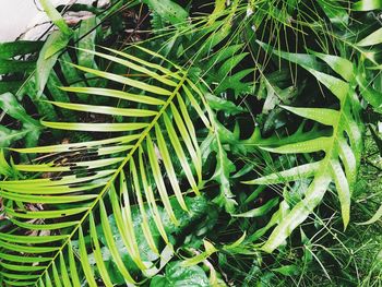 High angle view of fresh green leaves on field