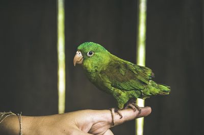 Close-up of parrot perching on hand