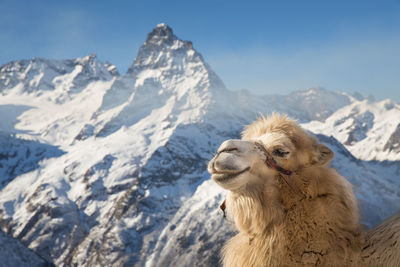 Scenic view of snowcapped mountain against sky