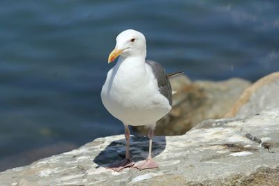 Close-up of seagull perching on retaining wall by lake