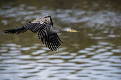 Bird flying over lake