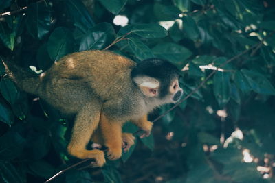 Side view of monkey on plant in forest