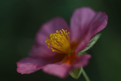 Close-up of pink flower