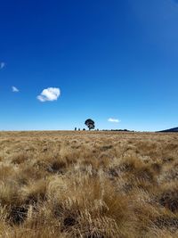 Scenic view of field against clear blue sky