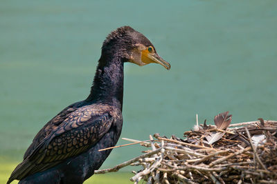 Close-up of a bird