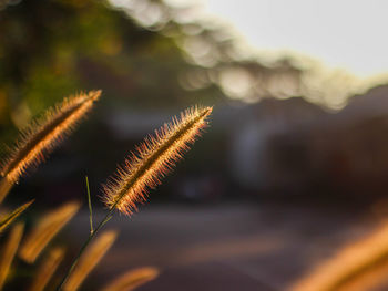 Close-up of flower on field against sky at sunset