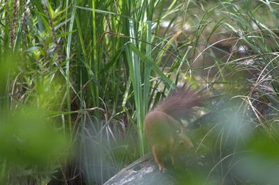 Close-up of plants