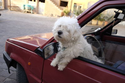 White hairy dog leaning on car window