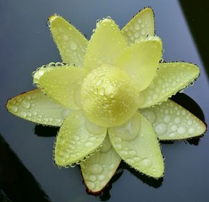 Close-up of wet flower