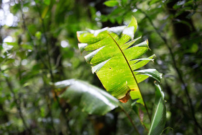 Close-up of leaves