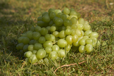 Close-up of apples on field