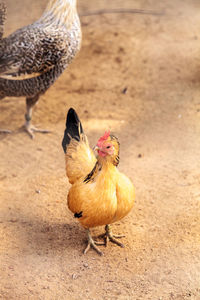 Close-up of hen perching on field