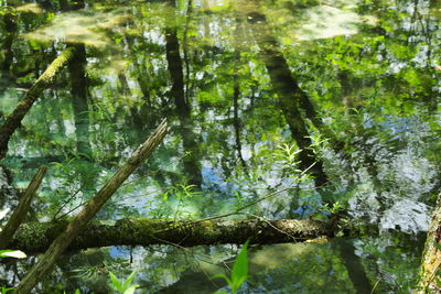 Reflection of trees in water