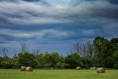 Hay bales in a field