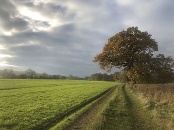 Scenic view of agricultural field against sky