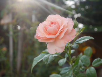 Close-up of pink rose