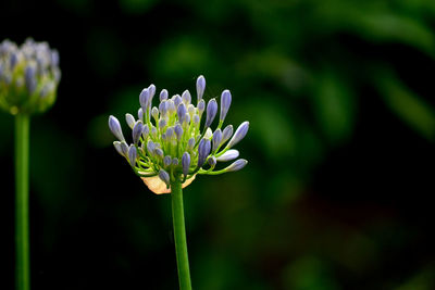 Close-up of purple flowering plant
