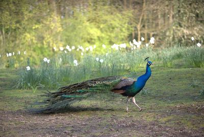 Side view of a bird on field