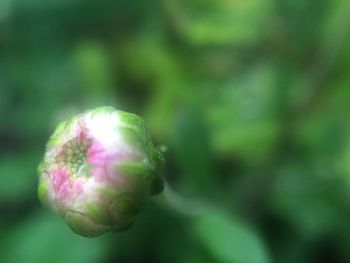 Close-up of flowers