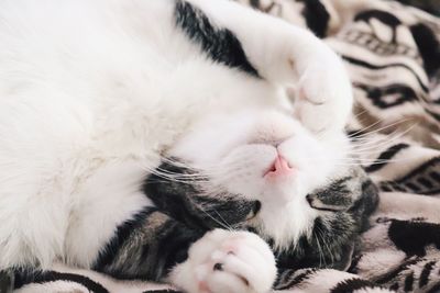 Close-up of white kitten