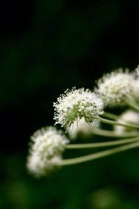 Close-up of white flowers