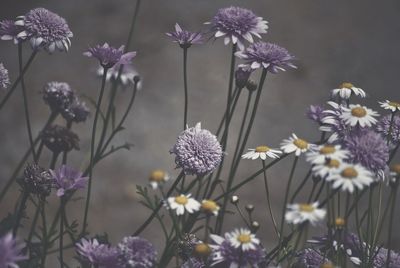 Close-up of purple flowers blooming outdoors