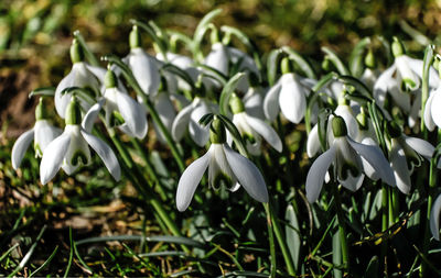 Close-up of white flowering plants on field