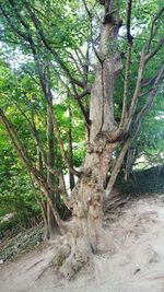 Trees in forest