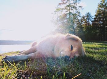 Dog on grass against sky