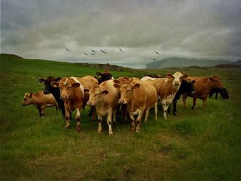 Cows grazing on grassy field against cloudy sky