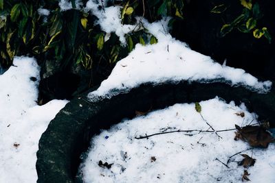 High angle view of frozen plants during winter