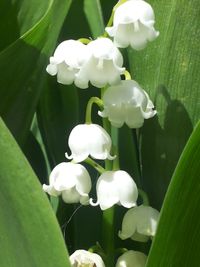 Close-up of white flowers blooming outdoors