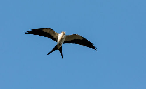 Swallow-tailed kite collects spanish moss to build a nest in the corkscrew swamp sanctuary of naples