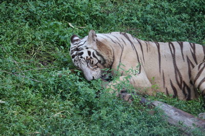 Cat lying on ground