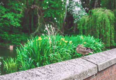 Bird perching on a retaining wall