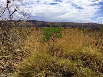 Scenic view of landscape against sky