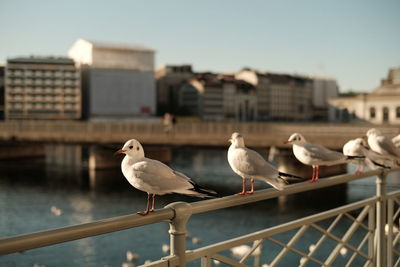 Seagulls perching on railing