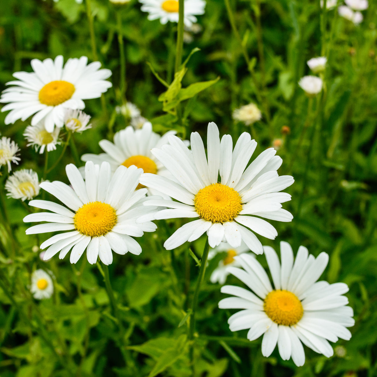 Oxeye daisy Flowers