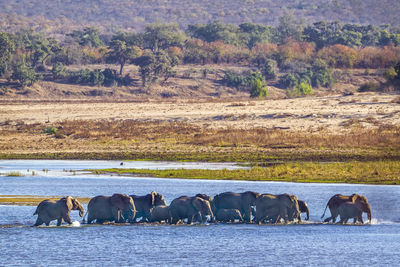 Elephants walking in lake